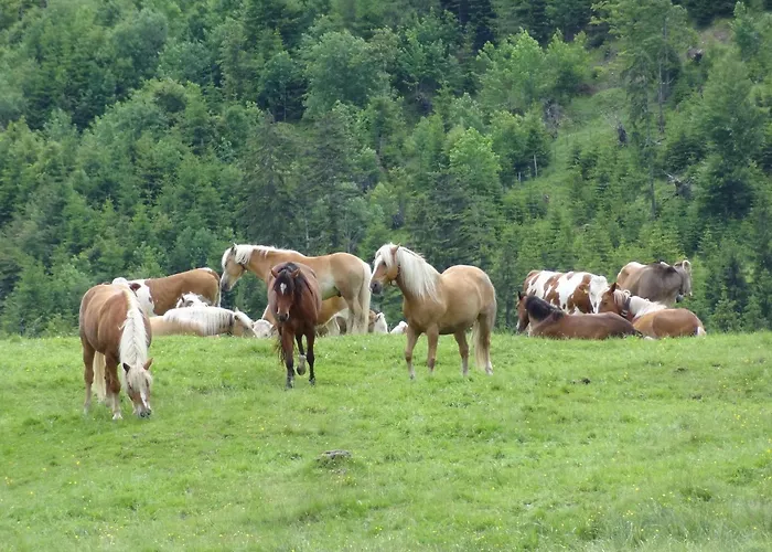 Gasthuis - Katharina Jungholz